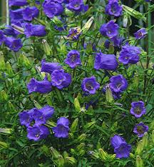 Image result for Marienglockenblumen