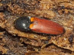 Attēlu rezultāti vaicājumam “Ampedus pomorum”