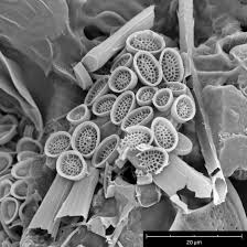 Attēlu rezultāti vaicājumam “Tubifera magna young”