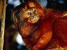 Golden Lion Tamarins, Golden Lion Tamarin Pictures, Golden Lion ...
