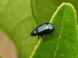 Attēlu rezultāti vaicājumam “Altica sp.”