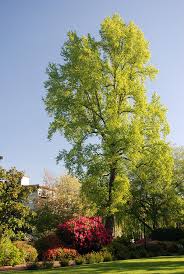 Attēlu rezultāti vaicājumam “Liriodendron tulipifera”