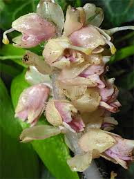 Attēlu rezultāti vaicājumam “Lathraea squamaria flower”