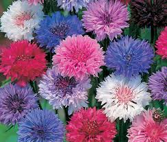 Image result for Centaurea cyanus
