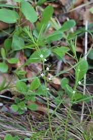 Attēlu rezultāti vaicājumam “Thesium alpinum leaf”