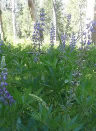 Attēlu rezultāti vaicājumam “Lupinus polyphyllus”