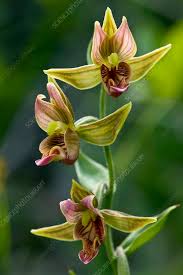 Attēlu rezultāti vaicājumam “Epipactis”