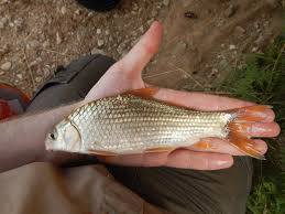 Image result for Carpiodes carpio