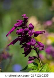 Attēlu rezultāti vaicājumam “Lobeliaceae”