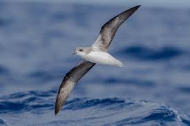 Image result for Pterodroma feae