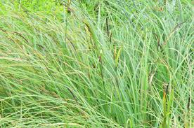 Attēlu rezultāti vaicājumam “Carex acuta”