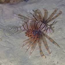 Image result for Pterois miles