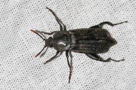 Attēlu rezultāti vaicājumam “Necrodes littoralis”