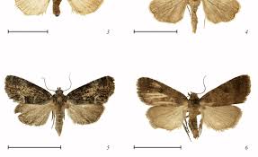 Attēlu rezultāti vaicājumam “Noctuidae”