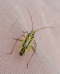 Attēlu rezultāti vaicājumam “Stenotus binotatus male”