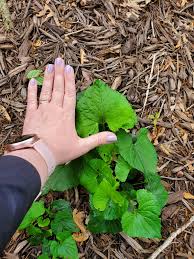 Attēlu rezultāti vaicājumam “Viola epipsila leaf”