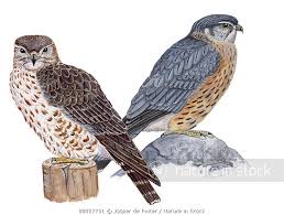 Image result for Falco columbarius