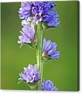 Attēlu rezultāti vaicājumam “Campanula cervicaria flower”