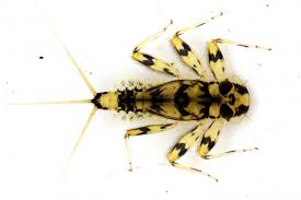 Attēlu rezultāti vaicājumam “Heptagenia sulphurea female”