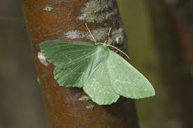 Attēlu rezultāti vaicājumam “Geometra papilionaria”