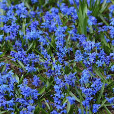 Attēlu rezultāti vaicājumam “Scilla siberica bud”
