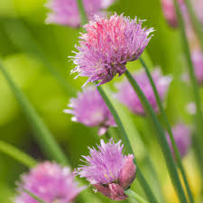 Image result for Allium schoenoprasum