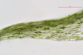 Attēlu rezultāti vaicājumam “Dicranella staphylina”