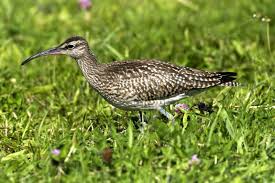 Attēlu rezultāti vaicājumam “Numenius phaeopus”