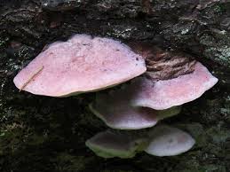 Attēlu rezultāti vaicājumam “Leptoporus mollis”