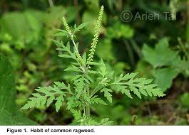 Attēlu rezultāti vaicājumam “Ambrosia artemisiifolia”