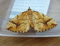 Attēlu rezultāti vaicājumam “Eulithis mellinata”