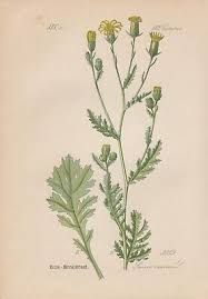 Attēlu rezultāti vaicājumam “Senecio viscosus”