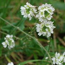 Attēlu rezultāti vaicājumam “Berteroa incana fruit”