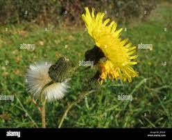 Attēlu rezultāti vaicājumam “Sonchus asper flower”