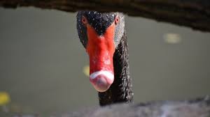 Attēlu rezultāti vaicājumam “Cygnus atratus”