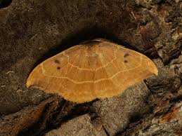 Attēlu rezultāti vaicājumam “Watsonalla binaria”