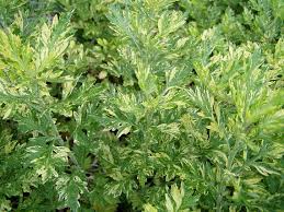 Attēlu rezultāti vaicājumam “Artemisia vulgaris”