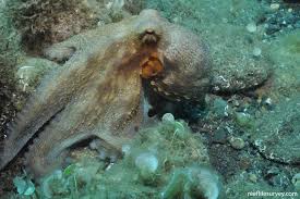 Image result for Octopus vulgaris