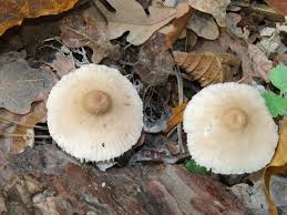 Attēlu rezultāti vaicājumam “Mycena zephirus”