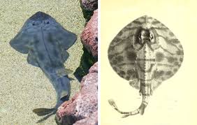 Image result for Acroteriobatus blochii