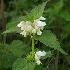 Attēlu rezultāti vaicājumam “Lamium album flower”