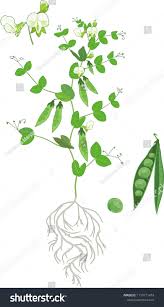 Attēlu rezultāti vaicājumam “Pisum sativum leaf”