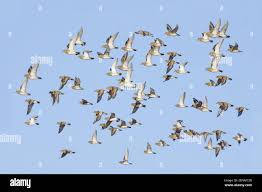 Attēlu rezultāti vaicājumam “Pluvialis apricaria adult”