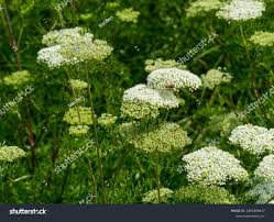 Attēlu rezultāti vaicājumam “Cenolophium denudatum”