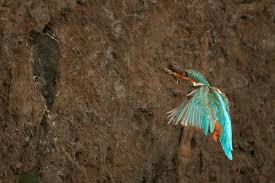 Attēlu rezultāti vaicājumam “Alcedo atthis nest”