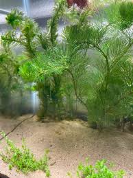 「水蘊草」的圖片搜尋結果