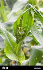 Attēlu rezultāti vaicājumam “Zea mays male flower”