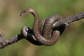 Attēlu rezultāti vaicājumam “Coronella austriaca adult”