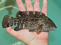 Image result for Tautoga onitis