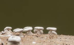 Attēlu rezultāti vaicājumam “Diderma hemisphaericum macro”